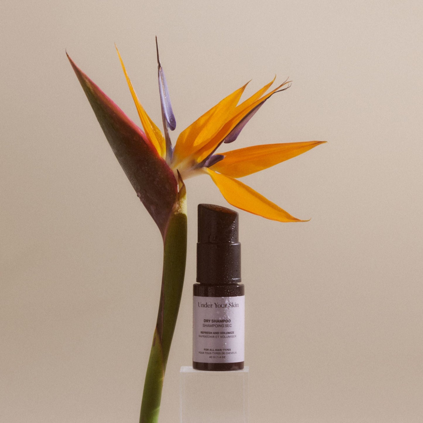 Bild på torrschampo med en växt i bakgrunden