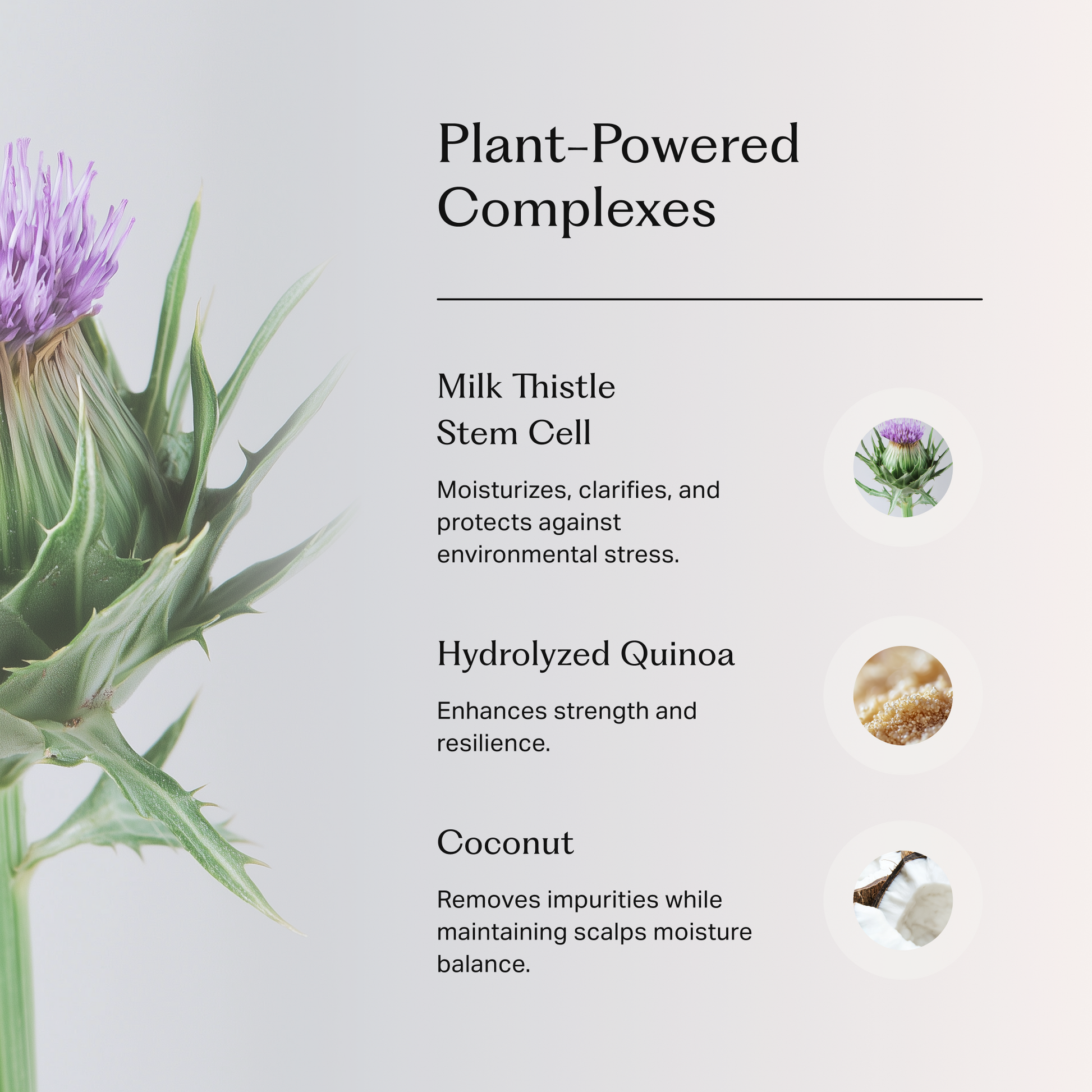 Närbild på en mjölktistel med lila blomma till vänster. Text till höger beskriver tre växtbaserade ingredienser: Milk Thistle Stem Cell som återfuktar, renar och skyddar mot miljöstress; Hydrolyzed Quinoa som stärker och ökar motståndskraft; samt Coconut som tar bort orenheter och balanserar hårbotten.
