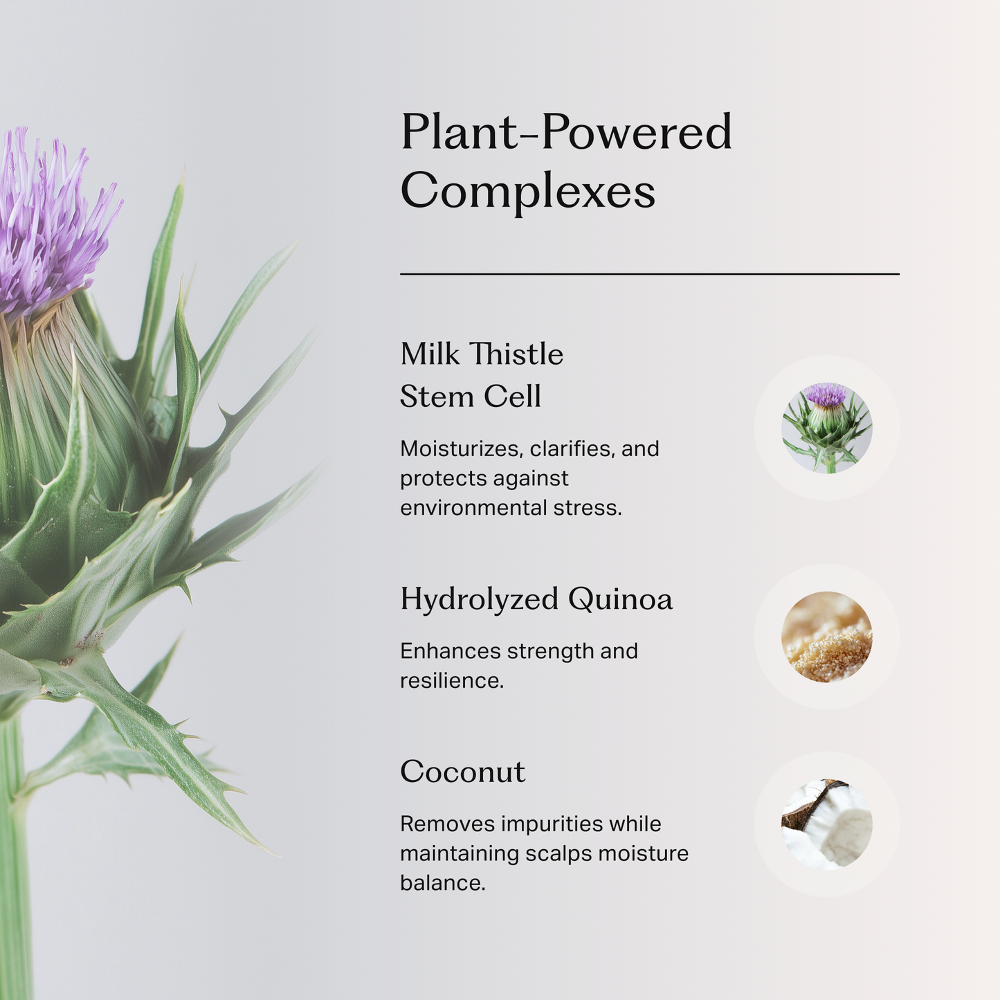 Närbild på en mjölktistel med lila blomma till vänster. Text till höger beskriver tre växtbaserade ingredienser: Milk Thistle Stem Cell som återfuktar, renar och skyddar mot miljöstress; Hydrolyzed Quinoa som stärker och ökar motståndskraft; samt Coconut som tar bort orenheter och balanserar hårbotten.