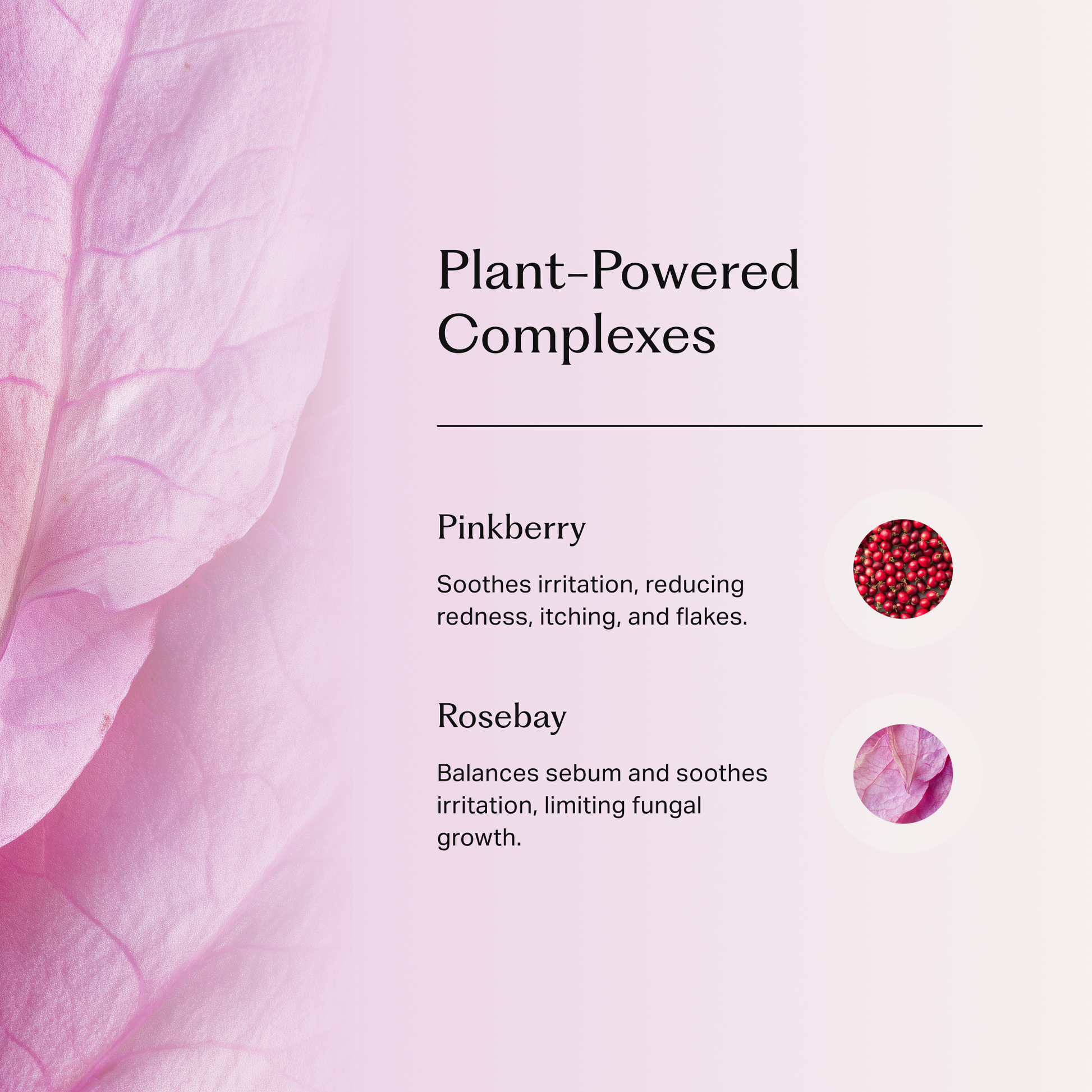 Närbild på rose bay till vänster och text som listar två växtbaserade ingredienser med deras egenskaper: pinkberry mot irritation och rose bay för balans.