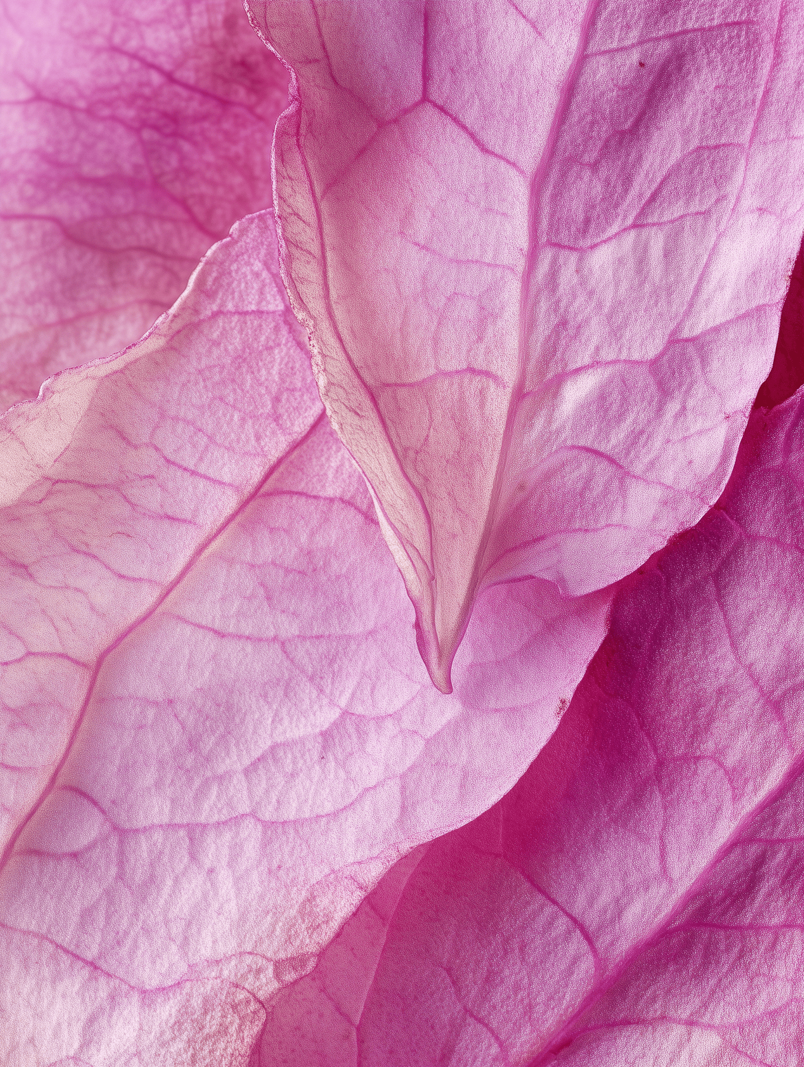 Närbild på blomblad från rosenvindel.